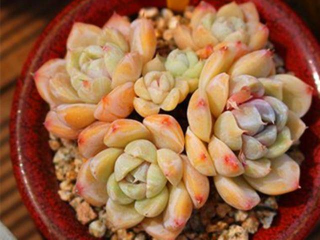 多肉怎样才能单头变多头 c2527b5a11184eaeacdfb08f04760a47.jpeg