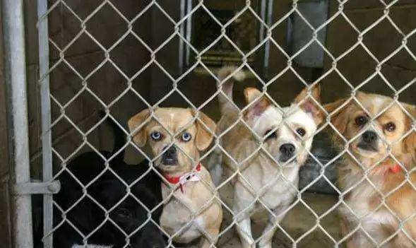 狗狗怎么养才变得有活力 2c3a48edd16c4d4b9c3acb86a9f02b2a.jpeg