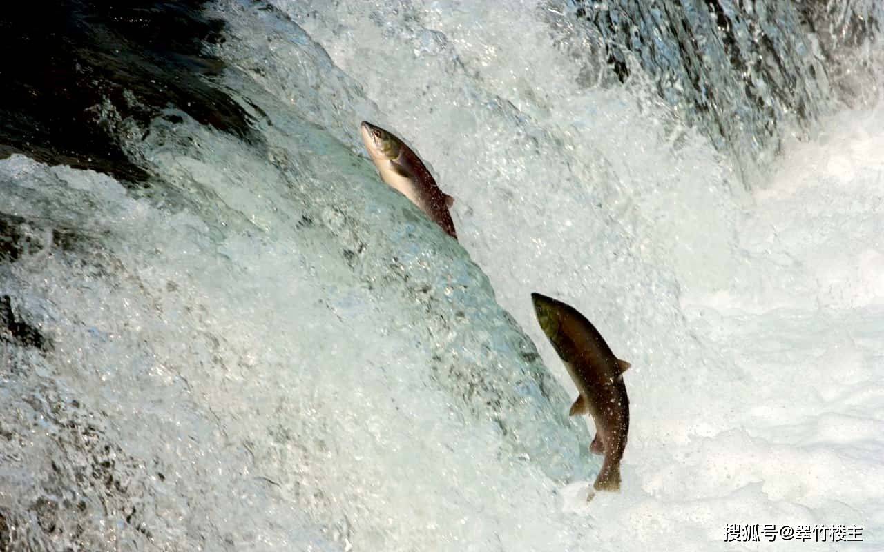 后记:逆流而上的鱼只是物种本能的需要,自身并不会产生什么崇高的精神