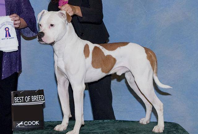 美国斗牛犬 我们把狗狗列为禁养犬 美国多所大学却将它当吉祥物 毛发