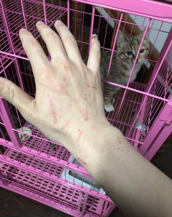 宠物|宠主带金毛外出溜达，狗对路边青草……铲屎：老板，退货我不要羊