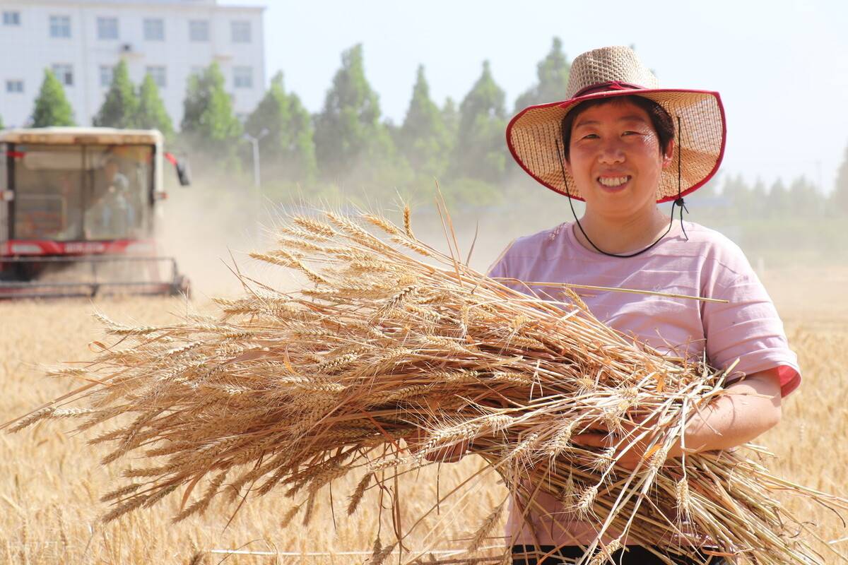 小麦灌浆期要经历6大生死关,结合芸乐收一喷多防,平安丰收