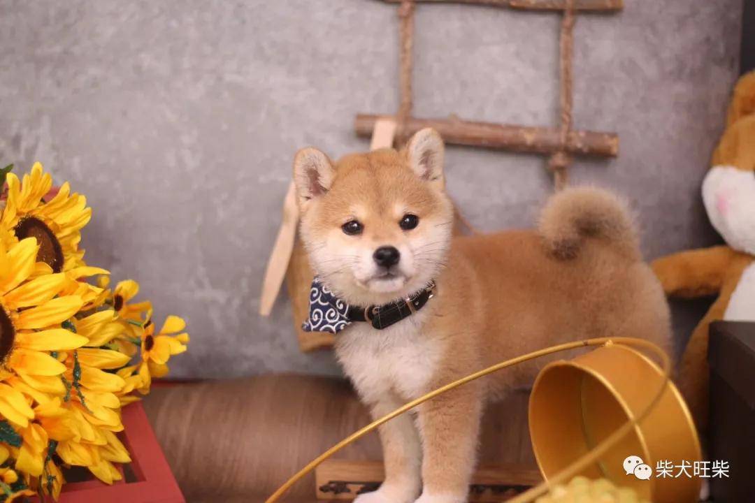 柴犬智商排名_柴犬智商排名第几(3)