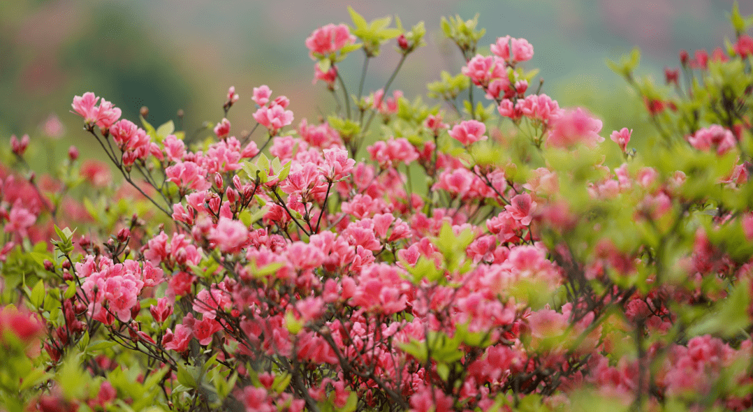 自由之路自然之风 奔赴花海这个五一我在大围山等你 杜鹃花