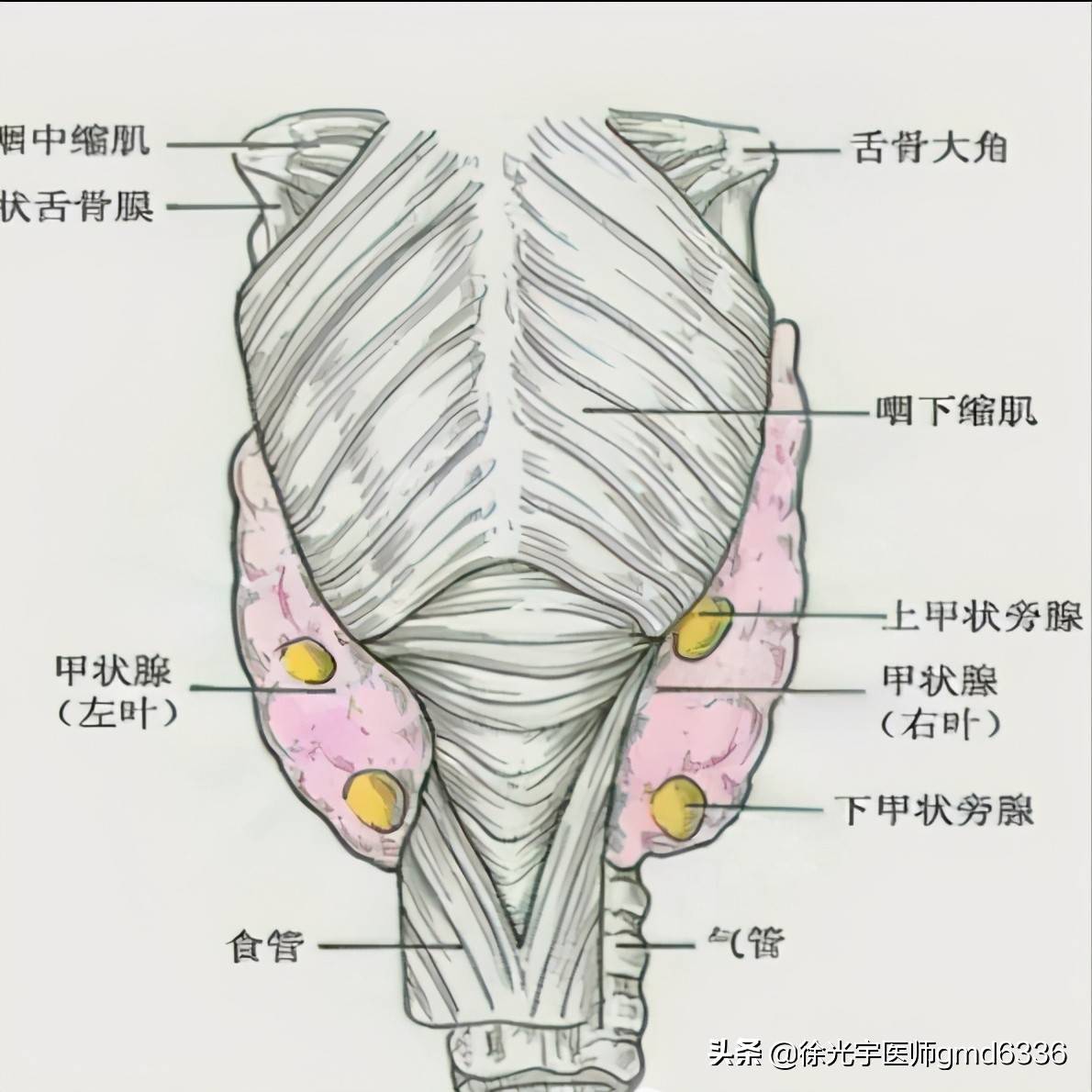甲状腺正面观