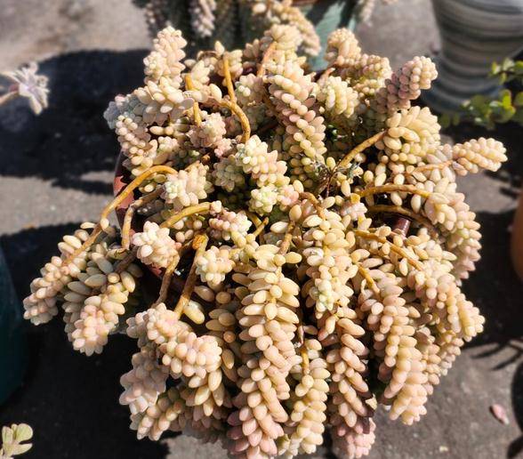 玉缀多肉怎么养护才能爆盆 6a52089cfc6b43ecae6e36847751ebc1.jpeg