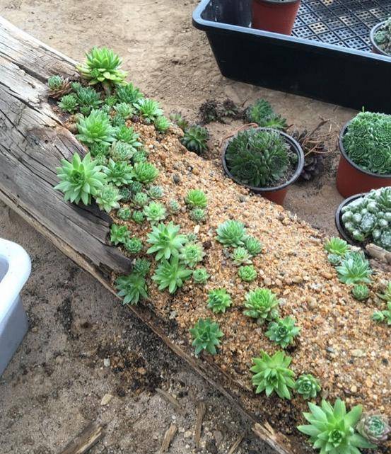 多肉种植方法步骤视频 6dfaab8e398c494796da68eca6ed5b7b.jpeg