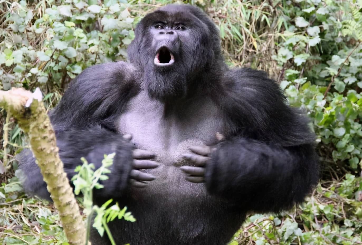 大猩猩为什么要拍打胸膛科学家已研究出结论