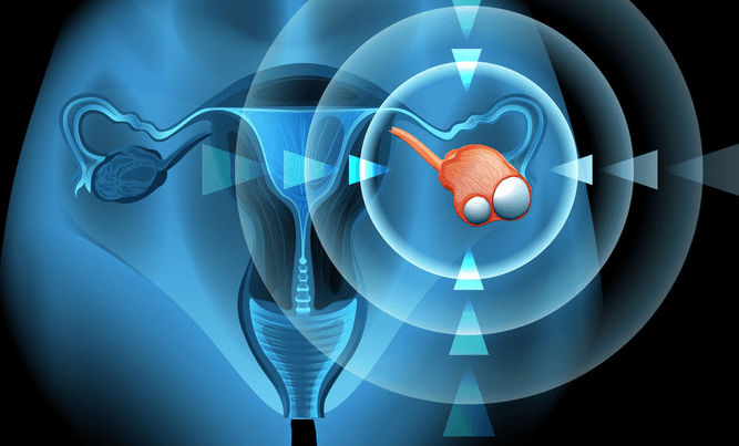 什么是动物雌激素 fce4bfdeb7064c488aff48ad2ad68c04.png