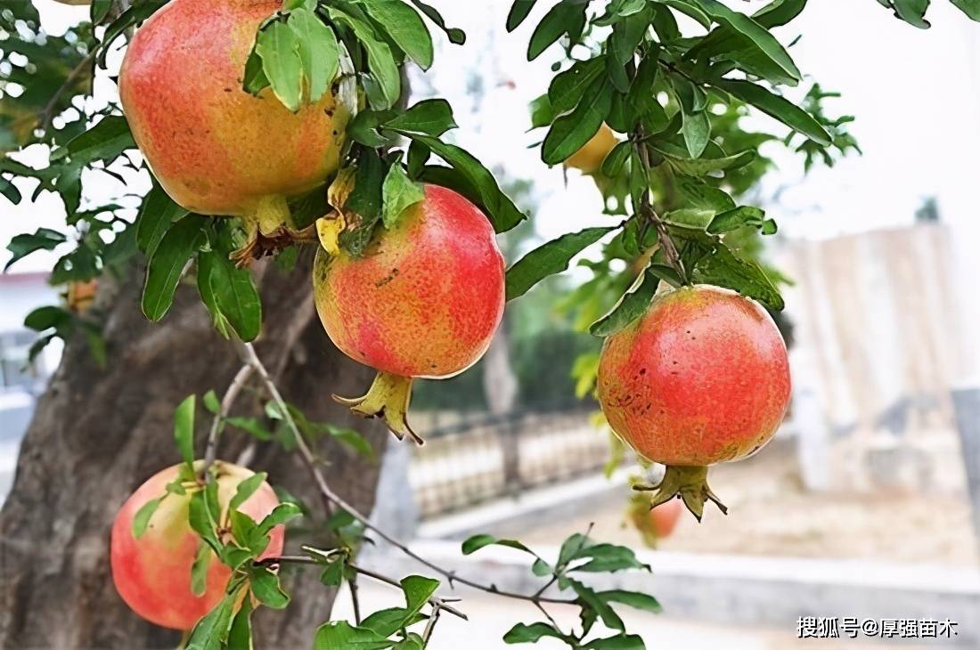 石榴什么季节成熟 榴莲是什么季节成熟的