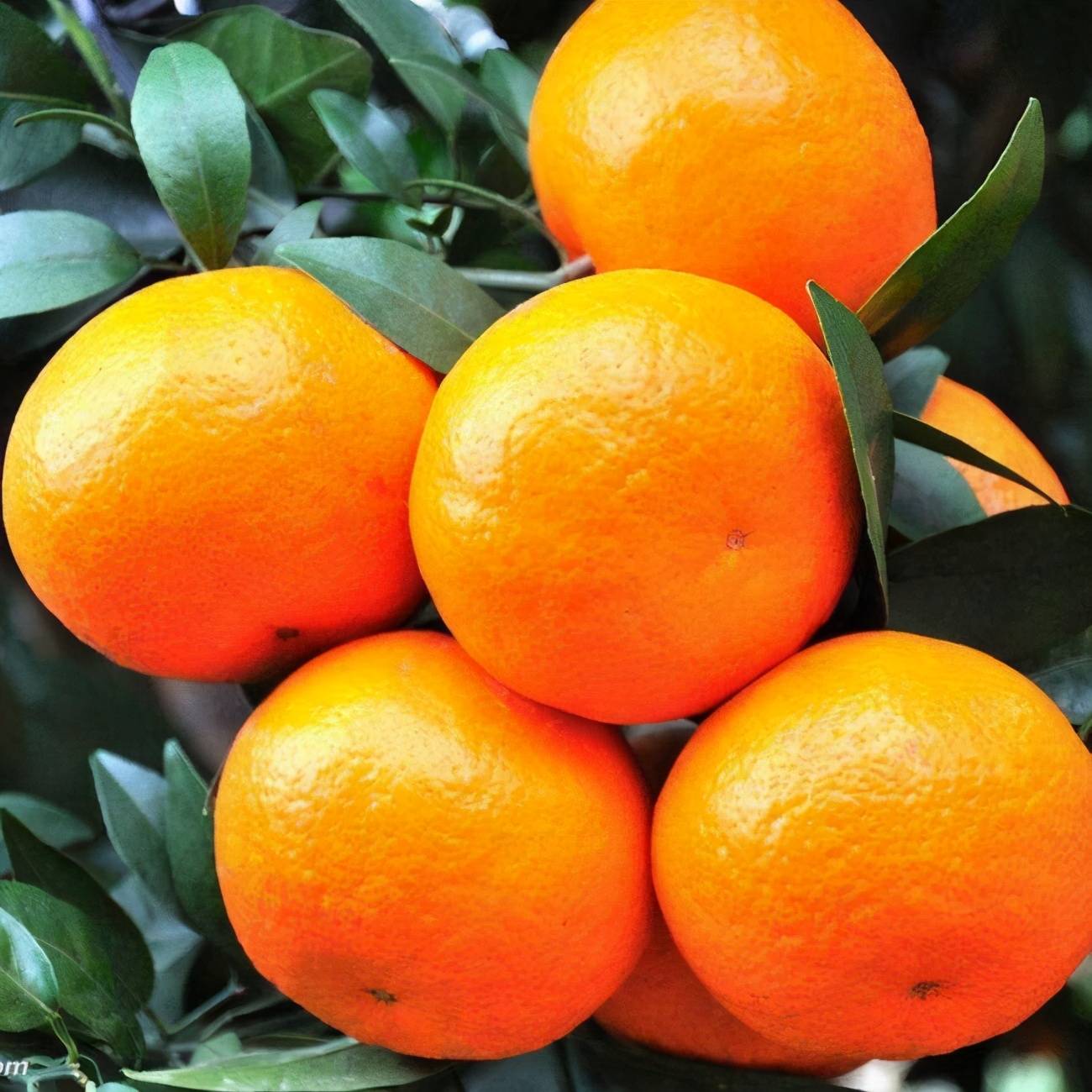 由良柑橘树长多高图片