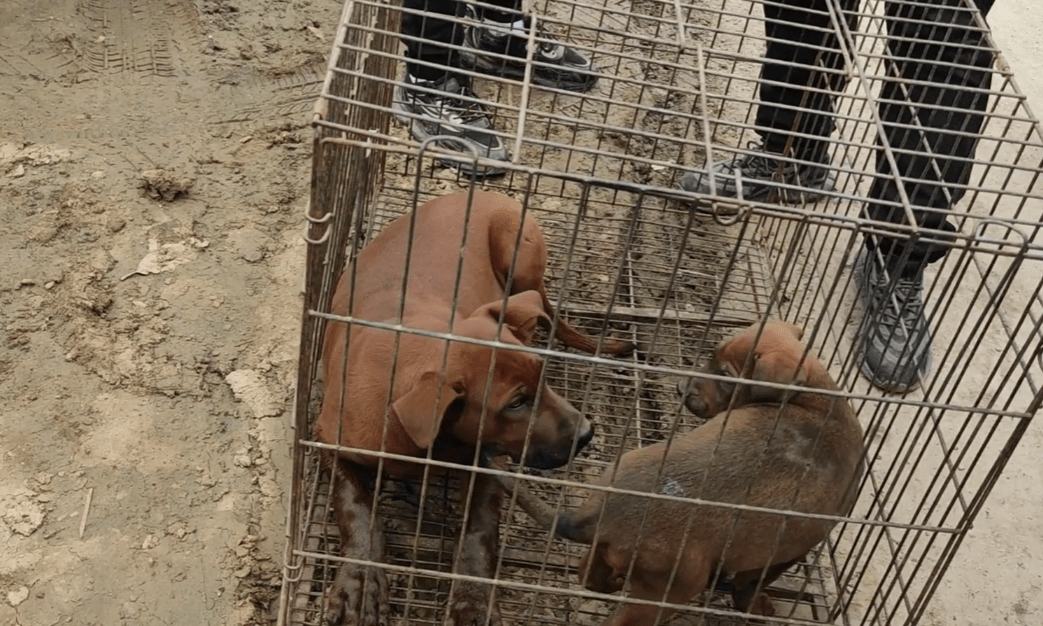 河南大哥狗市賣紅狼犬剛滿月的小狗要1500大哥南陽紅狼沒人敢和我比大