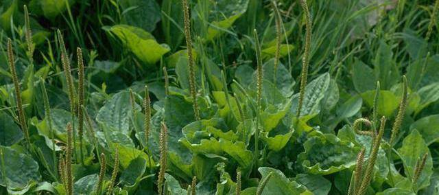车前草图片作用与功效怎么用 501f7191954b4bc1aa420d86fec30a80.jpeg
