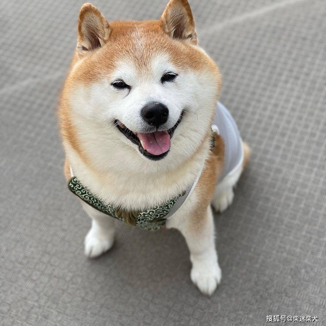 柴犬,借着自己蠢萌的表情包和向往,就好比《向往的生活中》小h和小o