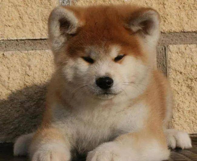 狗多少度会感到冷 55f5e61b97de401ebfbb0701fd58c5e5.jpeg