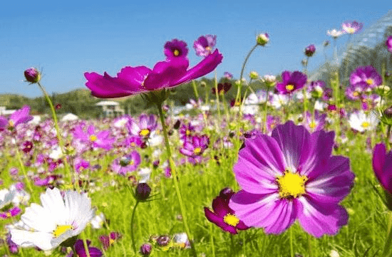 五月十八号开始 喜鹊报喜 四属相事业兴旺 生活幸福 工作