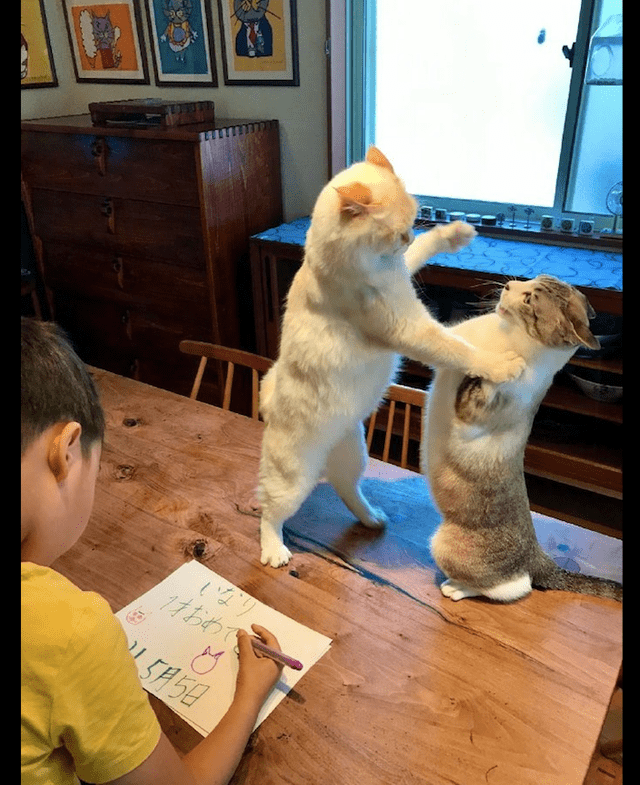 原创两只猫咪在桌子上打架,儿子却坐在旁边动也不动:小场面,不慌!