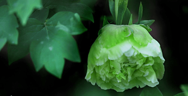 花亦如人:每一种花都有着属于自己的故事_独牡丹