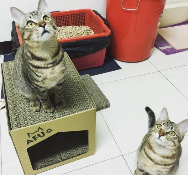 花花|猫咪为猫粮操碎了心，坐主人胸上用爪子按住嘴巴，就像猫咪牌闹钟
