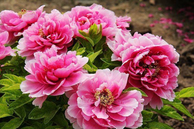 从5月9日开始 家养此款花卉 花开芳香四溢 越养越喜欢 光照