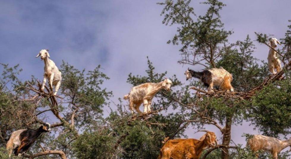 神奇植物食羊树能自己抓羊吃当地人一发现就会将其烧毁