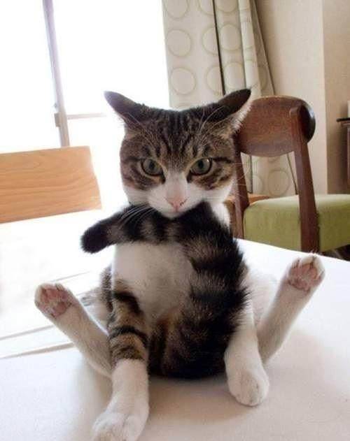 猫猫喜欢被摸尾巴吗 f3b2d7cde7cb4e75a6ad2b1ed025e07d.jpeg