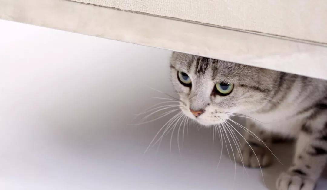 怎么看小猫生病 34fc8e90d7e84776b8fa1857ac763def.jpeg