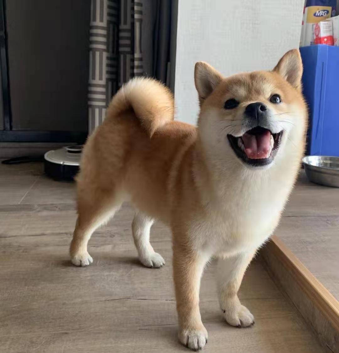 多大的柴犬才可以训练?学会这三点让它乖乖听话!_家长