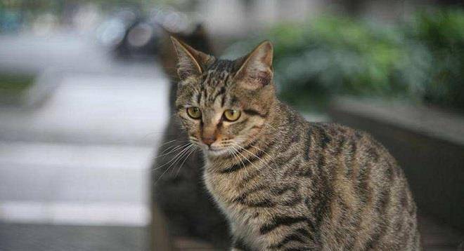 三花|土猫一点也不土，带你认识真正的中华田园猫