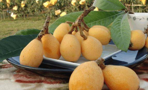 枇杷果怎么种植 89dc8eb33edf4ddd828f78d2f1c01ff2.jpeg