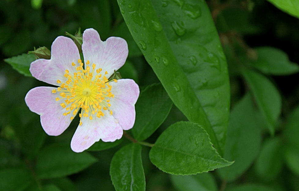 那些开在春末夏初的野花 十首野花的诗词 野花也能怒放生命 胡蝶 那些开在春末夏初的野花 十首野花的诗词 野花也能怒放生命 胡蝶