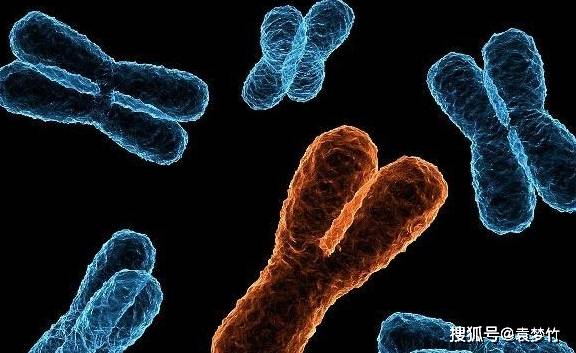 几个月可以查胎儿染色体 c9856c0be49243ddb725c2d833d80c27.jpeg