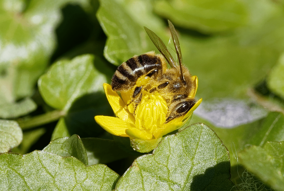 伶牙俐齿是什么生肖打一动物，仔细诠释解释