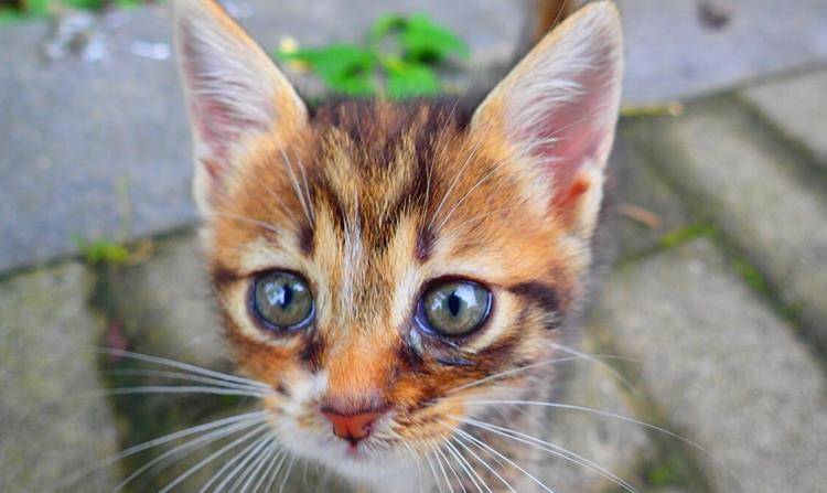猫咪|这4种田园猫在国内四处流浪，到了国外却大受欢迎，有的售价上万