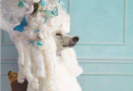 貴婦犬學開門 卻變成了拆門 汪 全都是泡沫 根本不能怪我 無名客棧