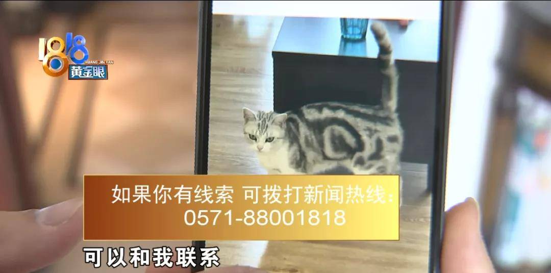 小区|猫自己开门从家里逃出去，有人捡到后又不见了