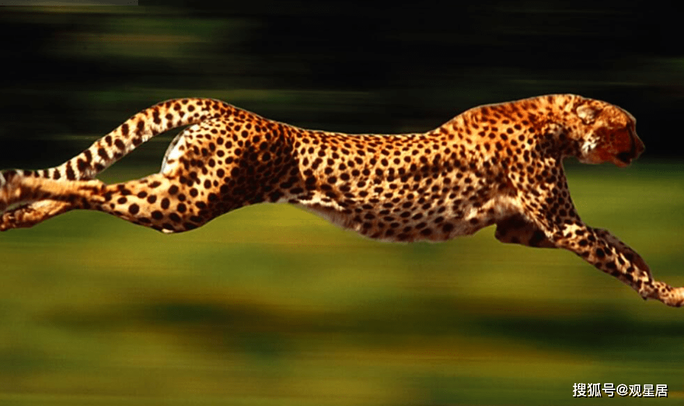 74b7a695203f446ebc0b9328cf01d638.png