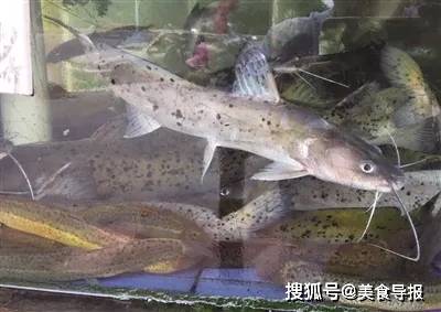 斑鱯,即俗称的西江魽导报君语魽鱼不是钳鱼!