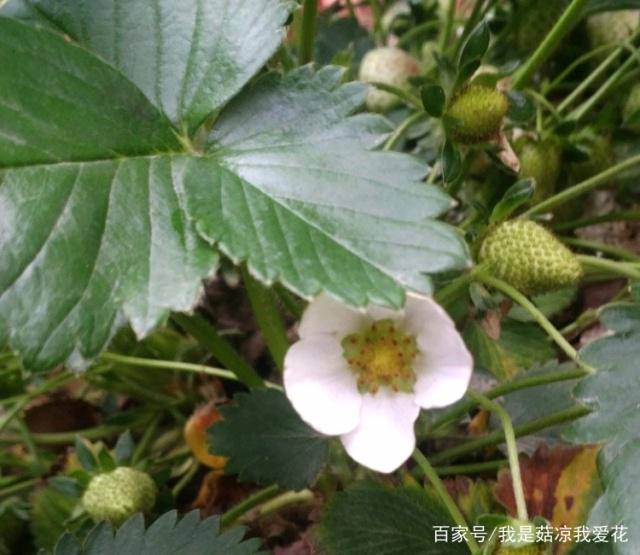 怎么种草莓种子教程 b1df7180c8ec4578b74e459b44d66e5b.jpeg