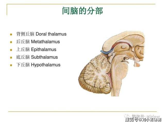 间脑位于中脑之上,尾状核和内囊的内侧.