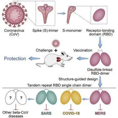 重组蛋白疫苗新冠疫苗中的后浪