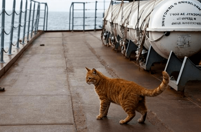 航母老鼠泛滥成灾如何解决？