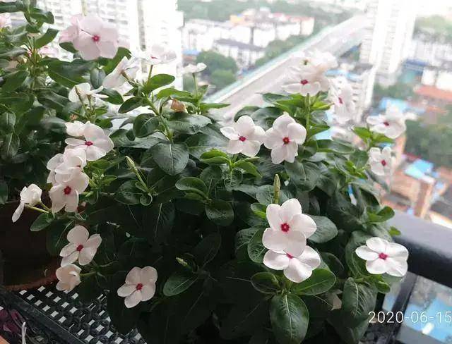 室内绿植大型绿植常绿 45cac4007138486a990325875e347a0f.jpeg