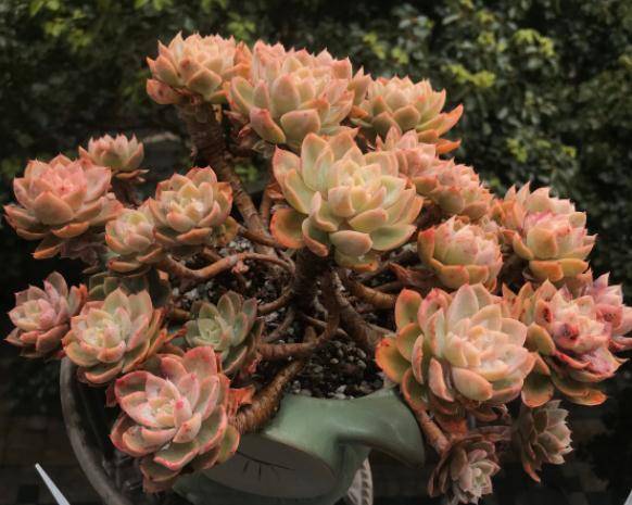 多肉怎么控养出状态 71aebeee88d047cda1c2aa3e4275f5b3.jpeg