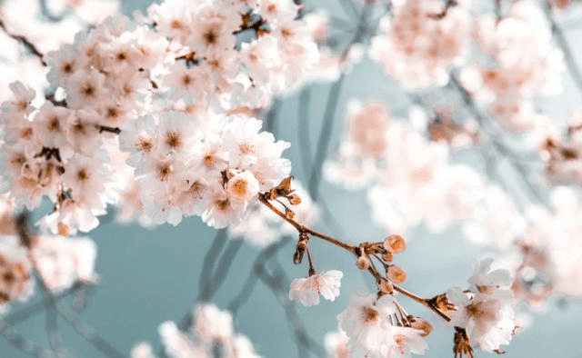 啥叫正缘桃花 71fec3e2631f4584a3fdb4f6f80455ef.png