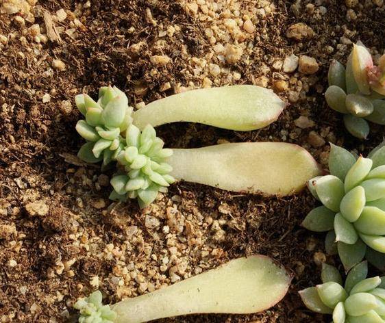 多肉叶插只生根不发芽 8de9cd8cc1ee4e0a8947a601663f9888.jpeg