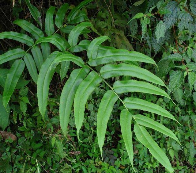 分布地区还是比较广的,所以也算是常见的草药植物.