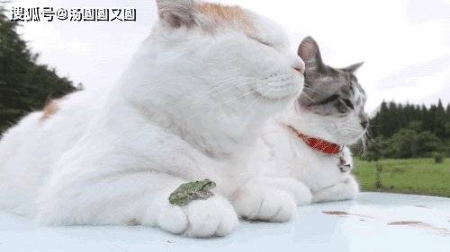 猫咪怎么看是否发烧 dc2f9fb62ef84154bbe2ff3e1ffc9b89.jpeg