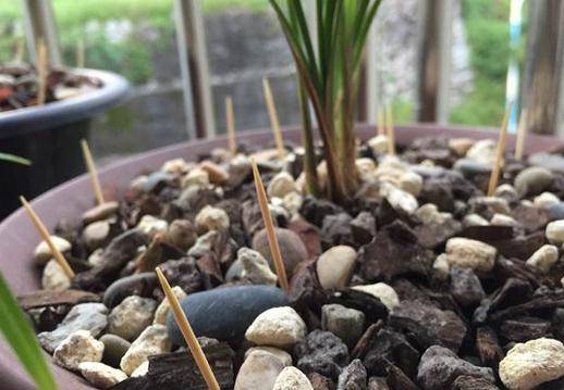 种植多肉花卉的盆土 f63d3efc44aa46d9a6f6b2fee1b17708.jpeg