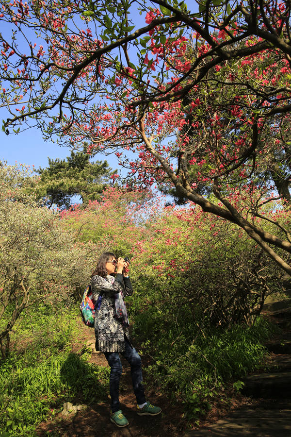 麻城龜峰山的杜鵑花